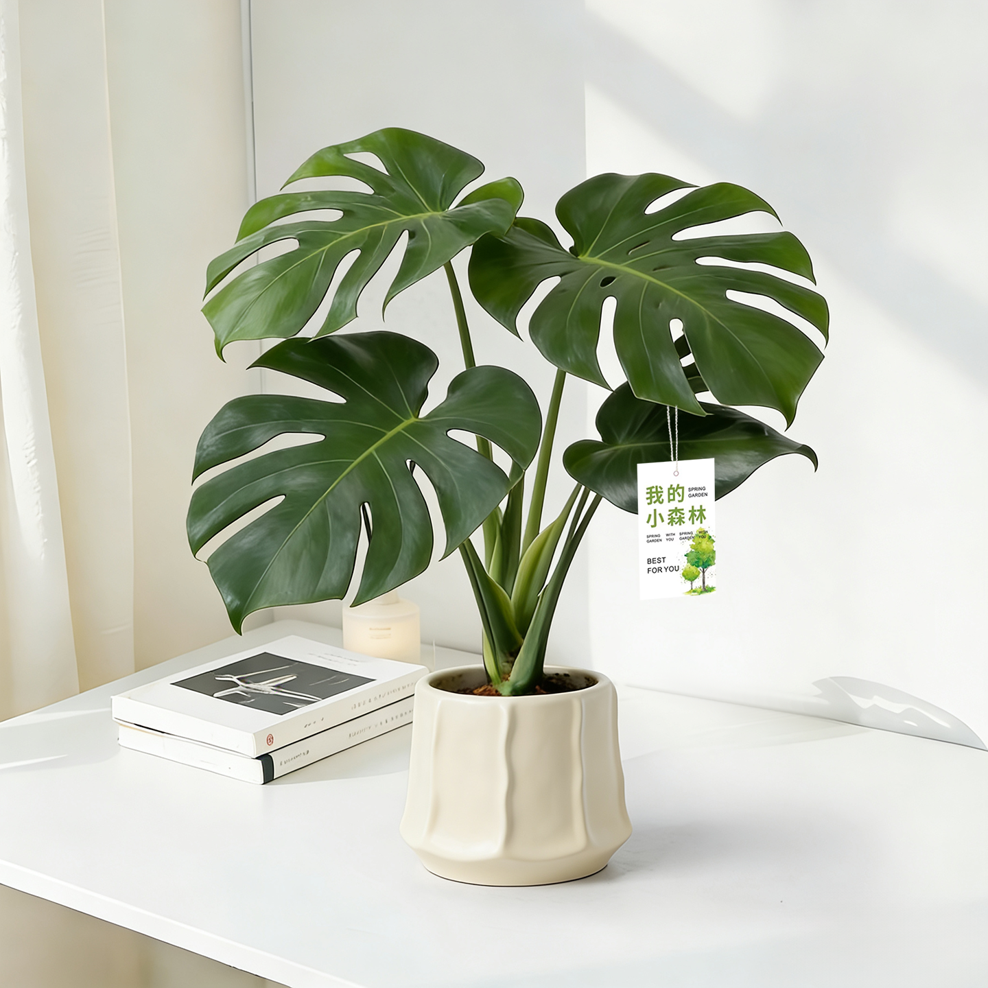 龟背竹盆栽室内桌面摆件观叶植物客厅装饰北欧ins高级感四季绿植