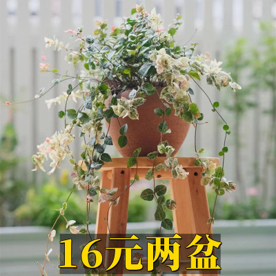 花叶络石垂吊绿植四季常绿