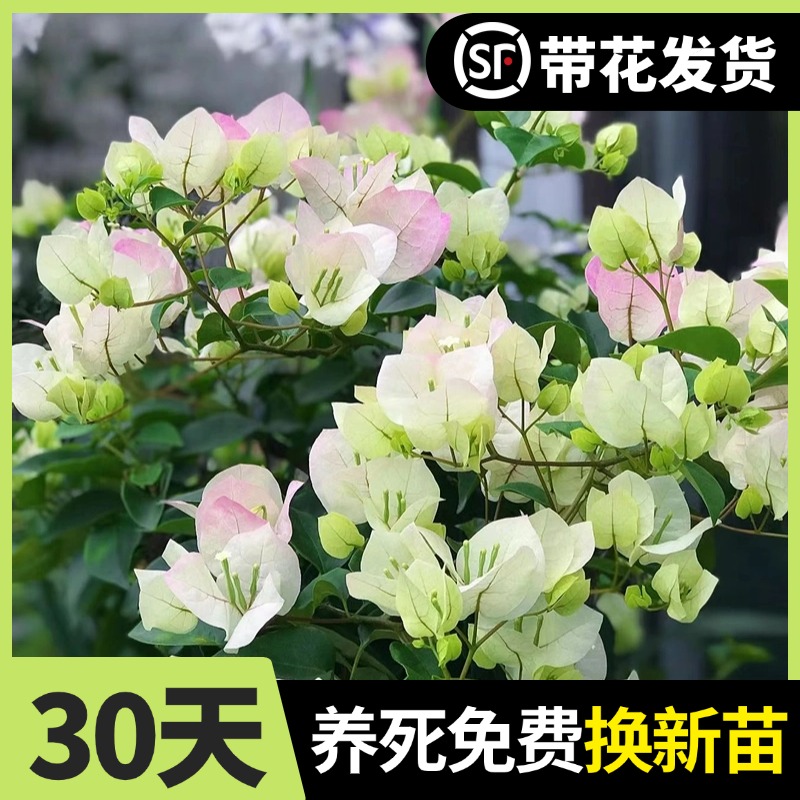 三角梅盆栽阳台庭院爬藤多季开花