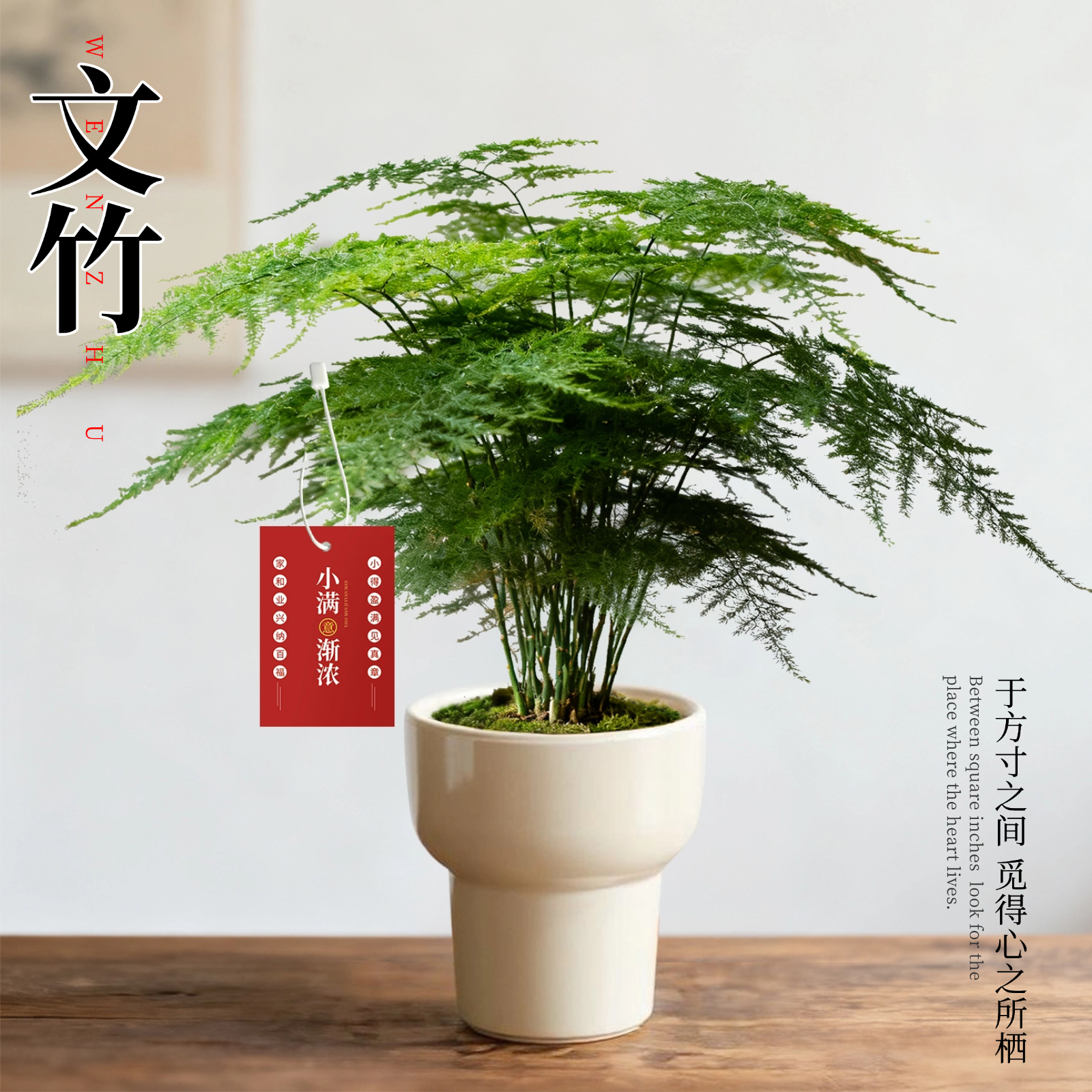 A+级文竹盆栽办公室桌面绿植好养