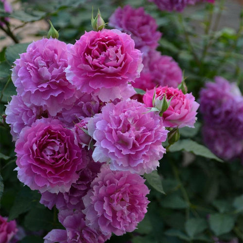 天方夜谭月季耐晒品种