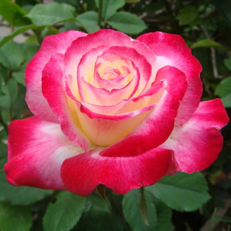 【顺丰包邮】红双喜月季浓香花卉红白条纹四季开花很香的一个品种