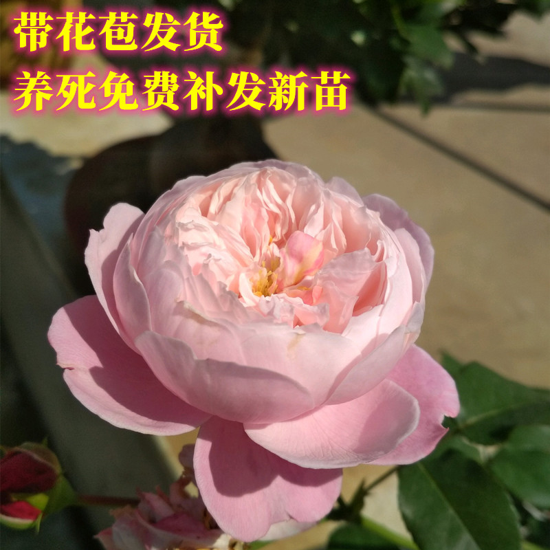 羽毛月季花苗粉色月季四季开花带花苞阳台勤花玫瑰花苗