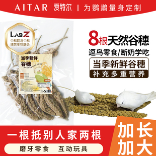 鹦鹉纯天然新谷穗根装带壳黄谷子小米饲料断奶学吃鸟粮鸟食鸟零食