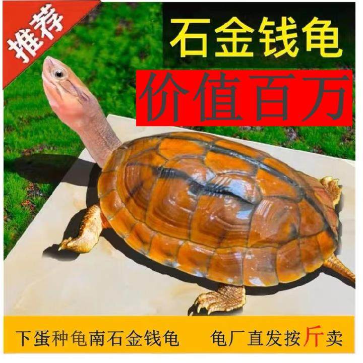 纯种正宗石金钱龟招财乌龟家庭饲养冷水观赏龟长寿活体稀有宠物龟,宠物/宠物食品及用品,鱼,淘宝优惠券,粉丝福利购,淘宝优惠卷