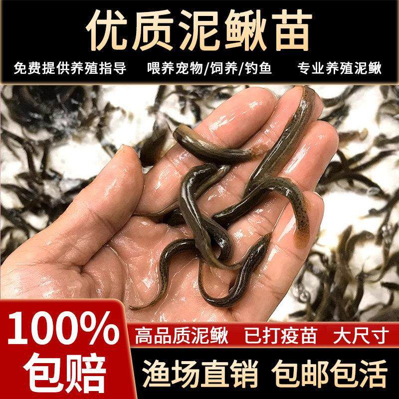 台湾泥鳅苗本地小泥鳅活体鲜活筏钓体养殖淡水乌龟龙鱼饲料草鱼苗,宠物/宠物食品及用品,观赏鱼饲料,淘宝优惠券,粉丝福利购,淘宝优惠卷