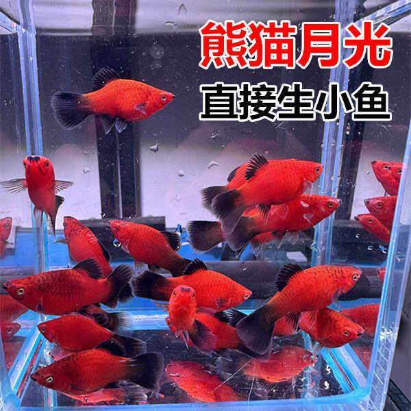 熊猫月光 黑尾月光 米奇鱼胎生鱼直接生小鱼下崽狂魔 玛丽皮球鱼,宠物/宠物食品及用品,观赏鱼饲料,淘宝优惠券,粉丝福利购,淘宝优惠卷