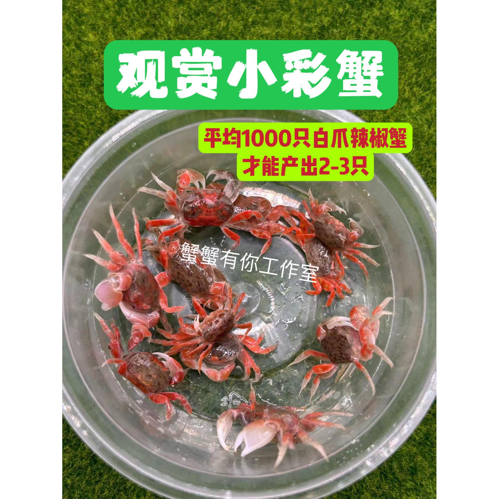 迷你辣椒蟹小彩蟹深水观赏蟹吃虫除藻淡水蟹鱼缸豆豆蟹宠物螃蟹
