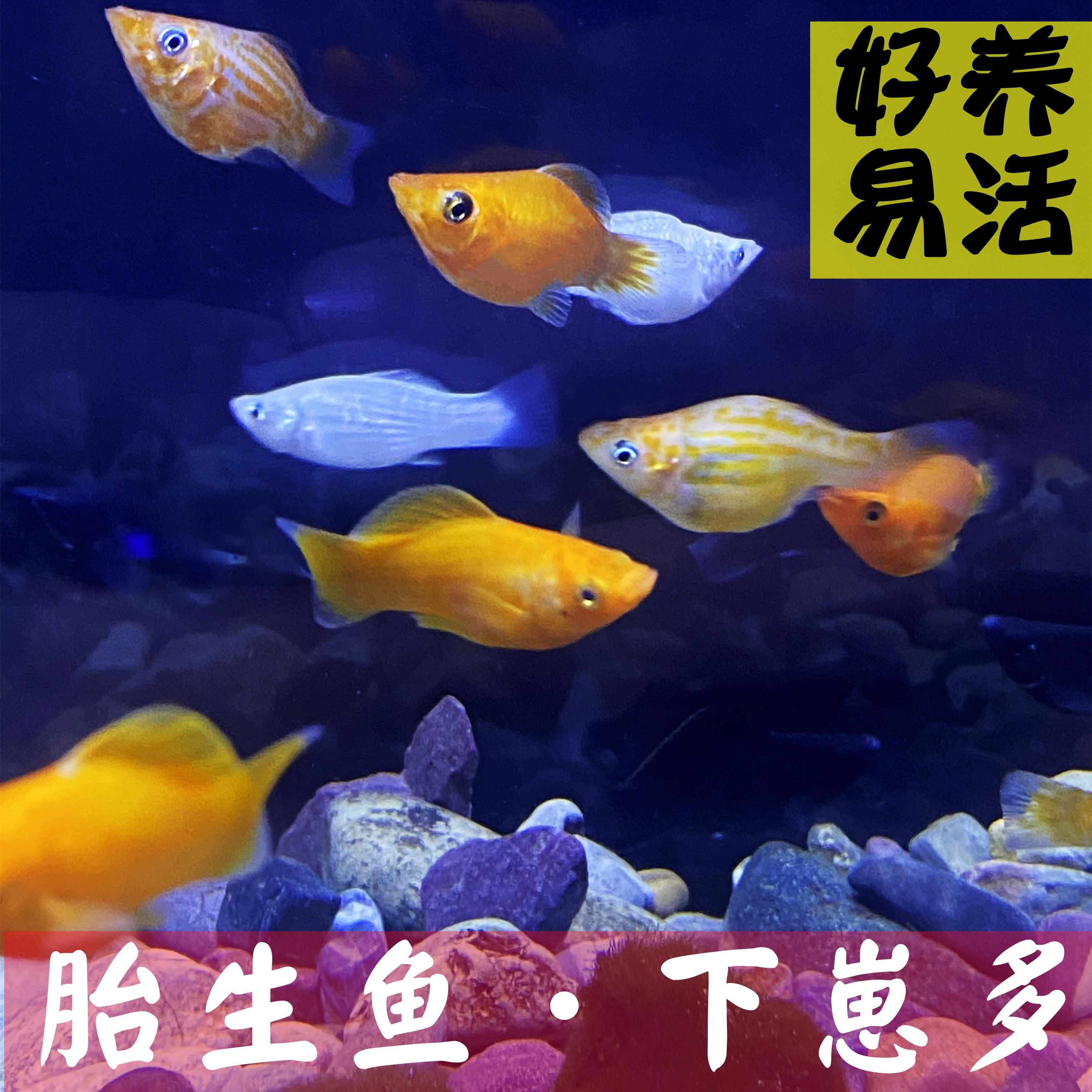 玛丽皮球鱼胎生观赏水族宠物包邮热带鱼小型鱼玛丽鱼皮球鱼