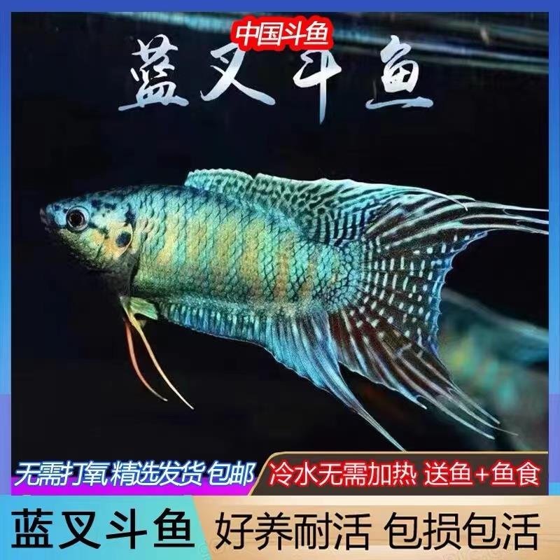 中国斗鱼改良蓝叉普叉小型冷水观赏鱼淡水耐活免打氧小型热带鱼苗