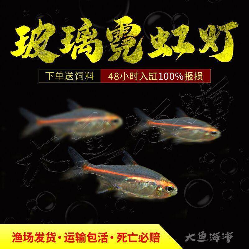 红灯管鱼玻璃霓虹灯玻璃灯红光管灯科鱼观赏鱼淡水草缸群游活体,宠物/宠物食品及用品,观赏鱼饲料,淘宝优惠券,粉丝福利购,淘宝优惠卷