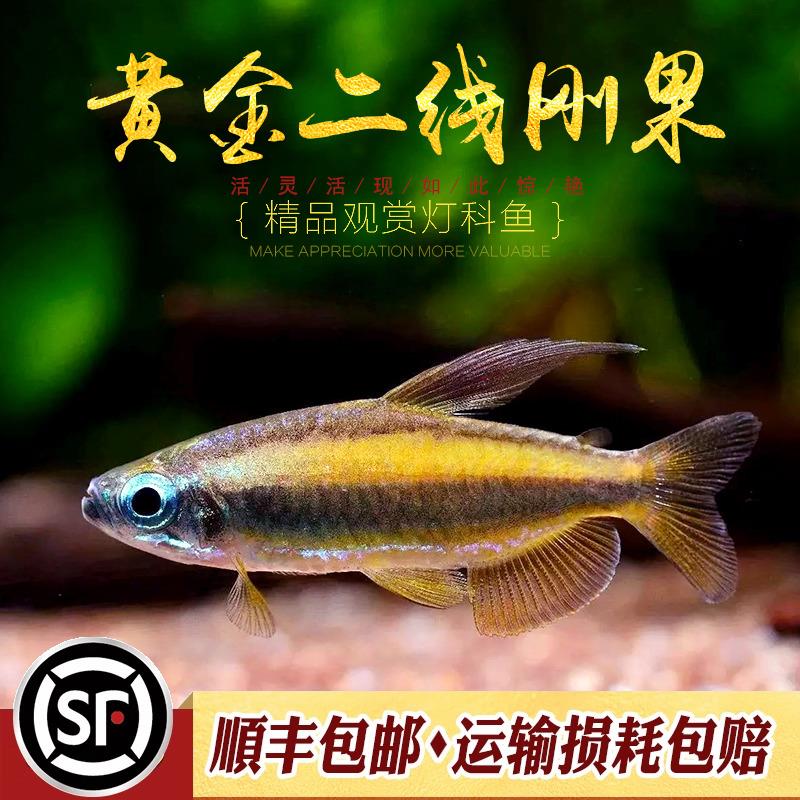 黄金二线刚果美人鱼进口南美州热带鱼淡水小型观赏鱼群游灯鱼活体