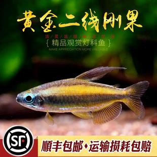 黄金二线刚果美人鱼进口南美州热带鱼淡水小型观赏鱼群游灯鱼活体