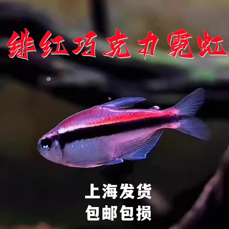 绯红巧克力霓虹小型灯鱼热带鱼南美鱼高端鱼草缸鱼群游观赏鱼包邮