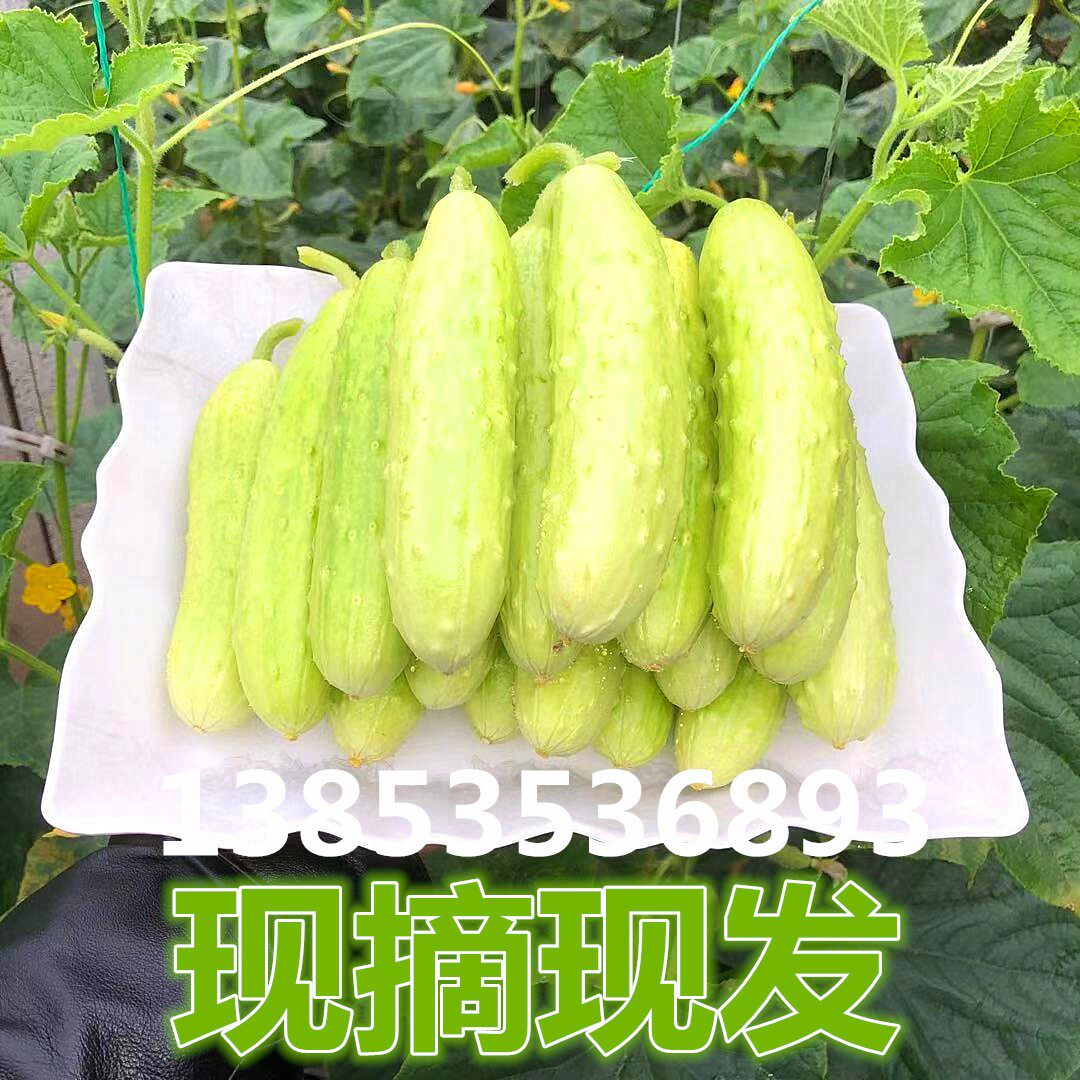海阳白玉黄瓜白皮小青瓜新鲜现摘蔬菜孕妇荷兰水果牛奶旱5斤包邮