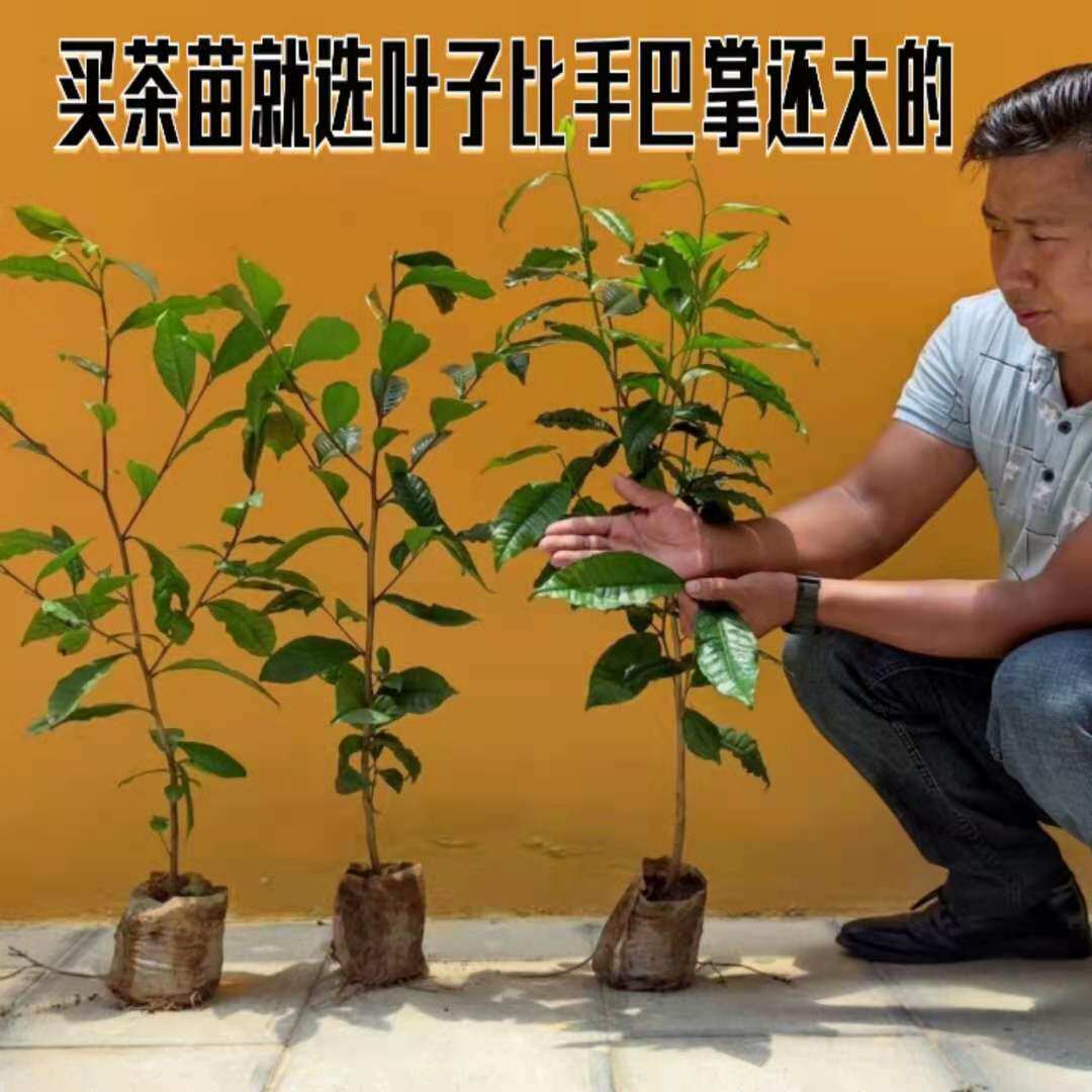 云南冰岛昔归班章勐海大叶种茶苗普洱茶树苗茶树盆景盆栽大叶茶苗