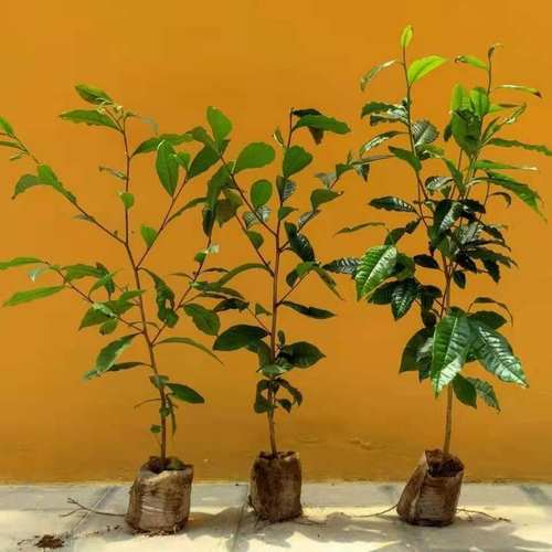 冰岛昔归班章大叶种茶苗