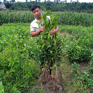 五年云南冰岛昔归大叶种茶苗茶叶苗南方种植绿植盆栽普洱茶树苗