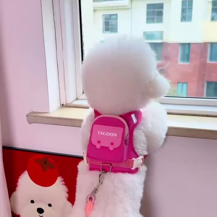 狗狗牵引绳背心式比熊泰