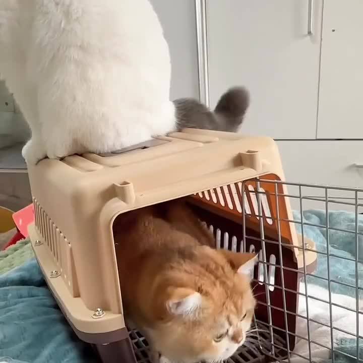 宠物航空箱车载猫笼子便