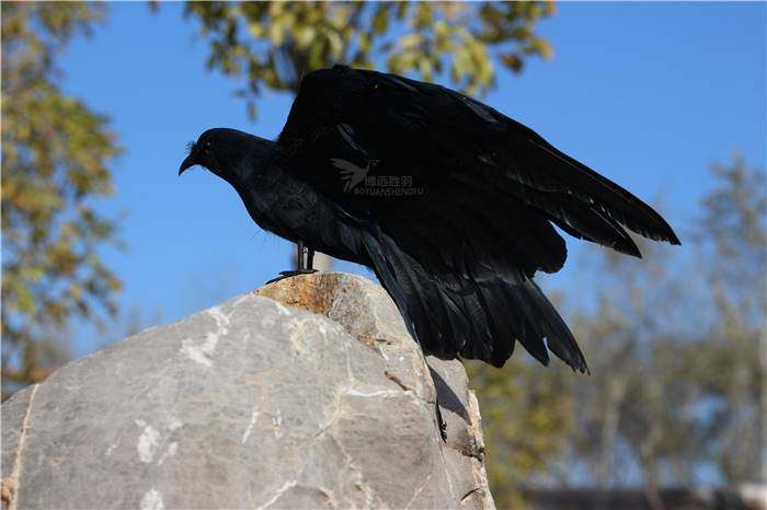 仿真羽毛展翅黑乌鸦橱窗装饰园林家居摆件摄影道具教学道具乌鸦