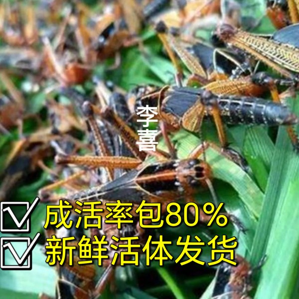 新鲜活体蚂蚱活虫马蜂画眉鸟饲料东亚飞蝗蝗虫蚱蜢喂鸟喂蜂专用虫