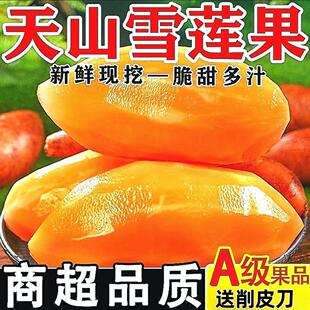 精品现挖2024年新果云南天山黄心雪莲果新鲜水果脆甜多汁9斤包邮