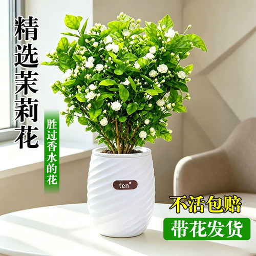 茉莉花盆栽植物带花室内桌面绿植