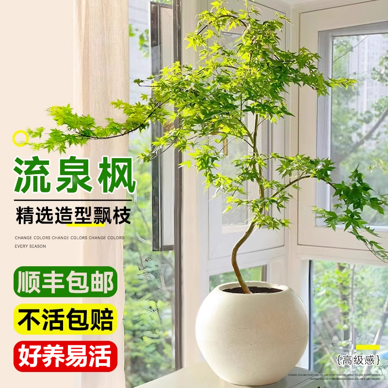 秉泽黄金流泉枫造型飘逸好养