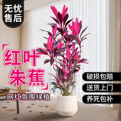 红叶朱蕉绿植室内大型客厅植物盆栽办公室落地式旺宅真花好养易活