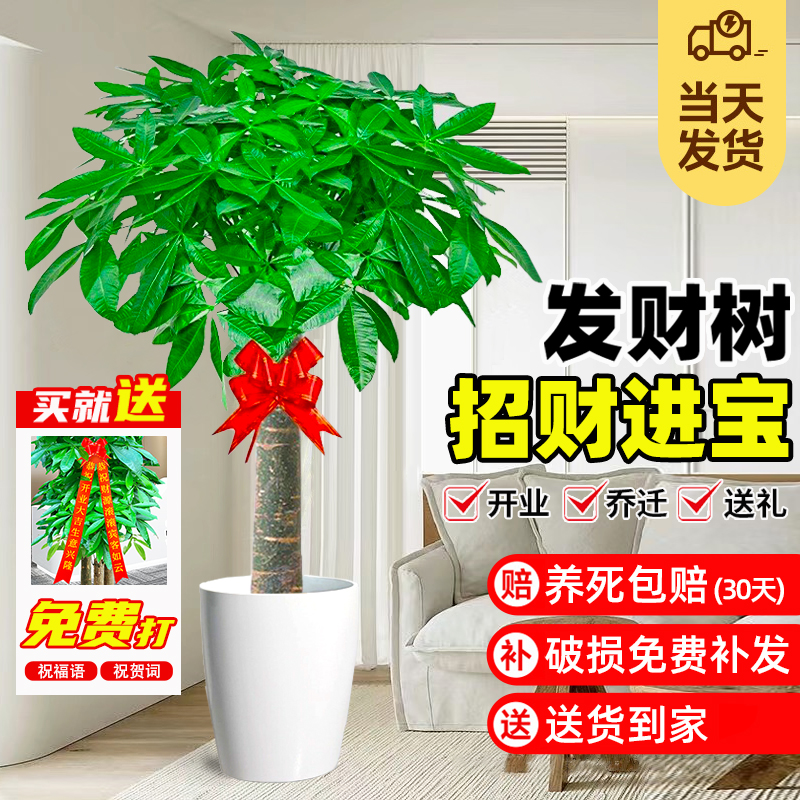 发财树大盆栽绿植高级感