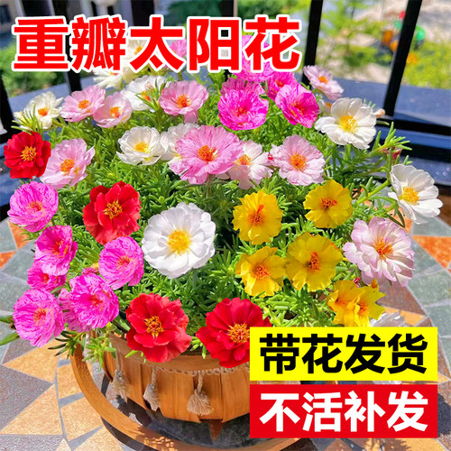 秉泽太阳花草本植物室内四季好养