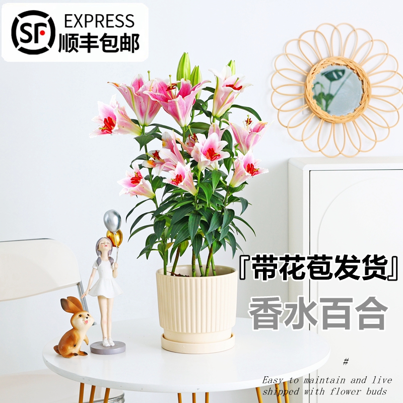 香水百合鲜花盆栽带花苞浓香型花卉植物室内花苗客厅四季开花好养