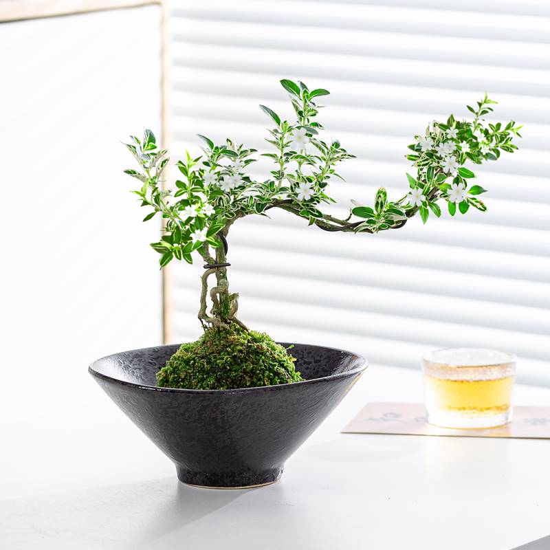 绿植中式造型室内好养六月雪盆景