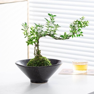 苔藓球六月雪盆景小盆栽水培植物绿植室内好养办公室中式禅意造型