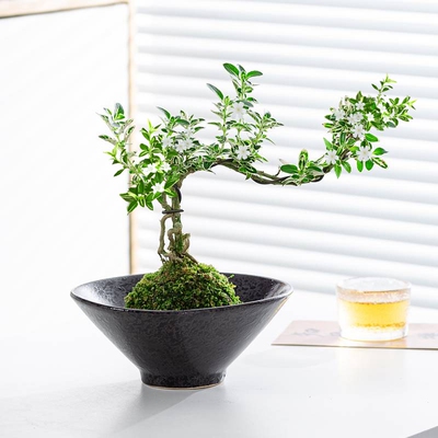 绿植中式造型室内好养六月雪盆景