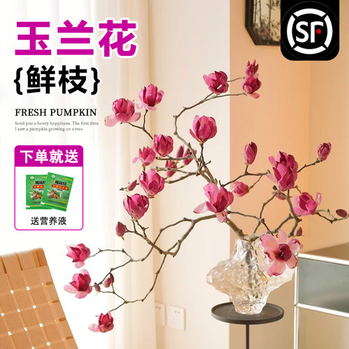 水培花卉白玉兰干枝带花苞鲜花植物室内鲜切