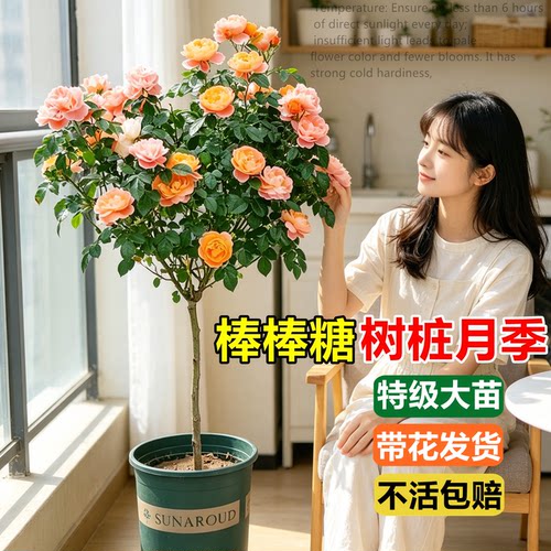 棒棒糖树桩月季果汁阳台花苗盆栽