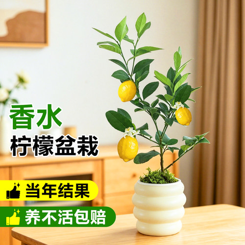香水柠檬树盆栽水果树苗客厅绿植