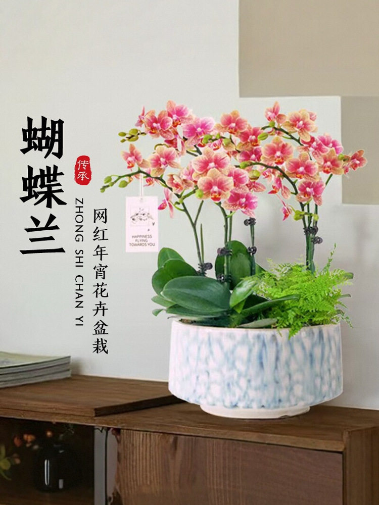 蝴蝶兰盆栽带花剑带花苞年宵花卉客厅兰花大苗室内植物四季易成活