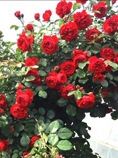 蔷薇花苗爬藤植物四季开花藤本月季花盆栽花卉特大花阳台绿植室外