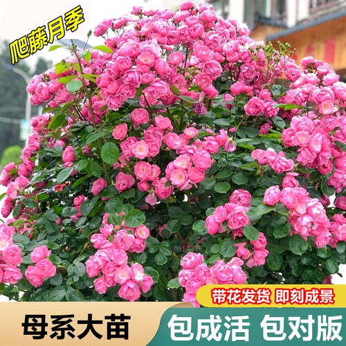 爬藤月季安吉拉盆栽阳台