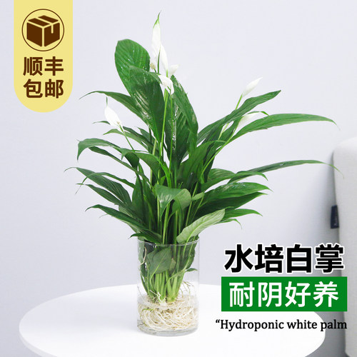 白掌水培植物射带花发