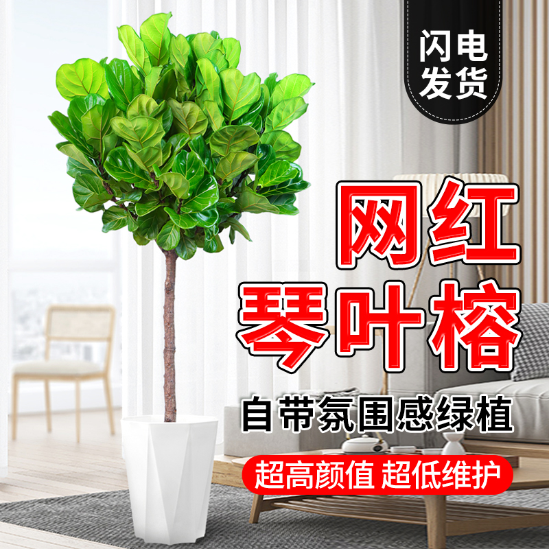 琴叶榕大型绿植室内盆栽大叶老桩黄金榕日式风格客厅落地植物盆景