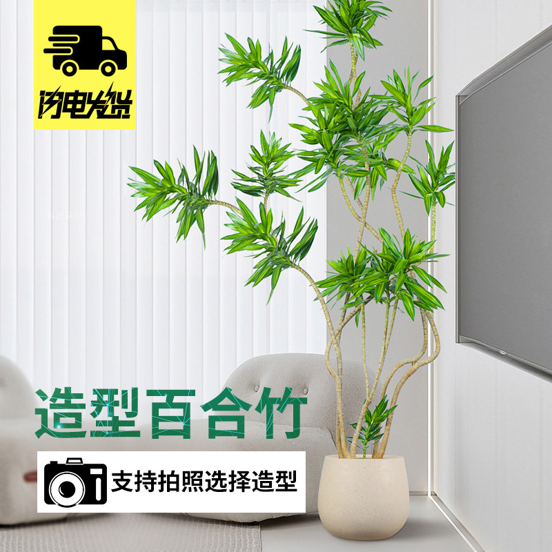 客厅百合竹绿植一物一拍图片