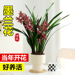 精品兰花墨兰带花苞盆栽名贵品种室内绿植好养易活四季常青花卉