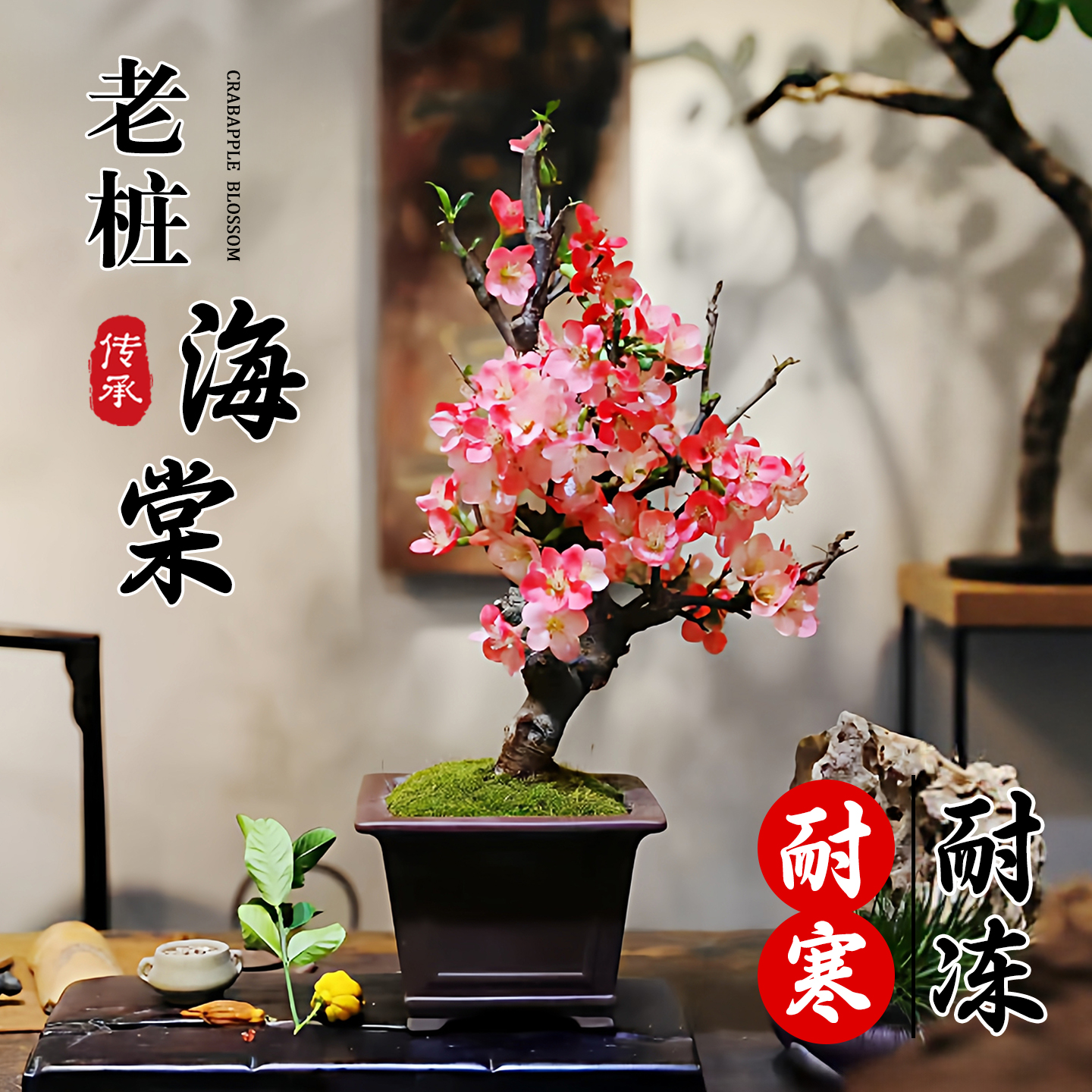 海棠花盆栽四季真西府海棠垂丝树