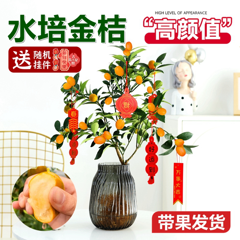 脆皮金桔石楠四季好养易活带果