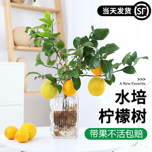 水培植物绿植室内盆栽秋冬好养香水柠檬树花卉盆景金桔树带果水养