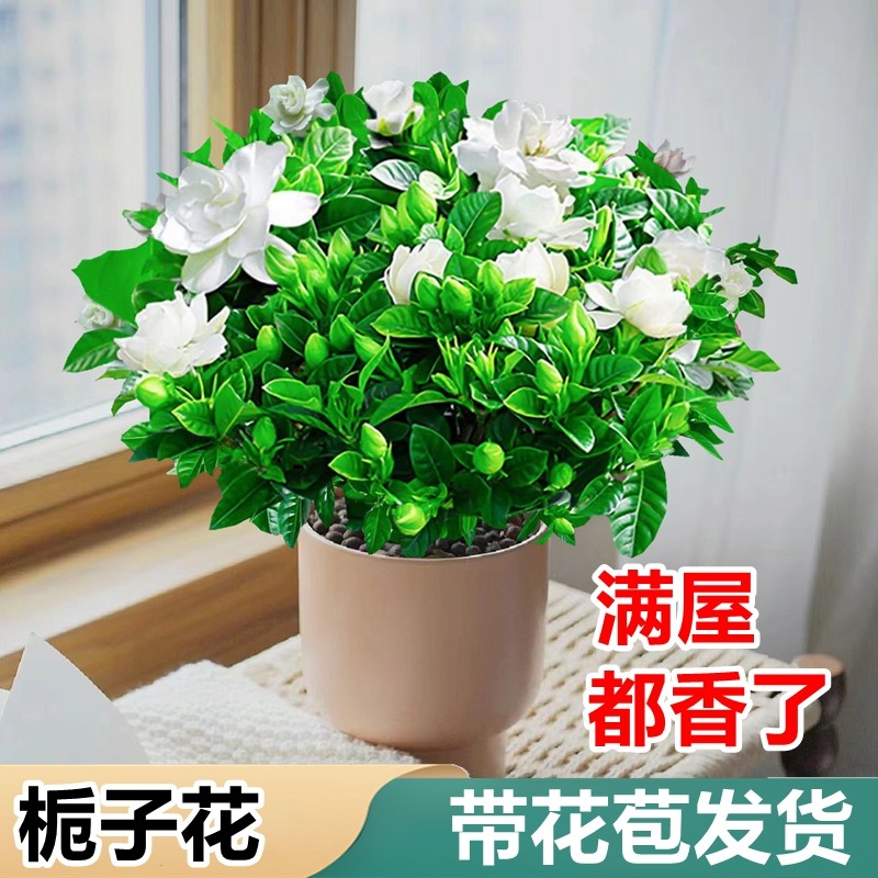 栀子花盆栽茉莉花四季开花带花苞室内好养植物花卉阳台驱蚊绿植